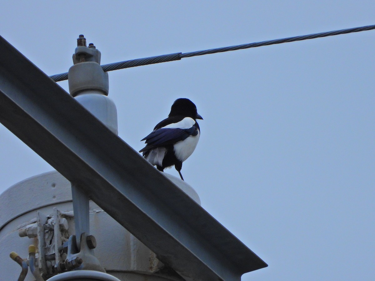 Oriental Magpie - ML647663977