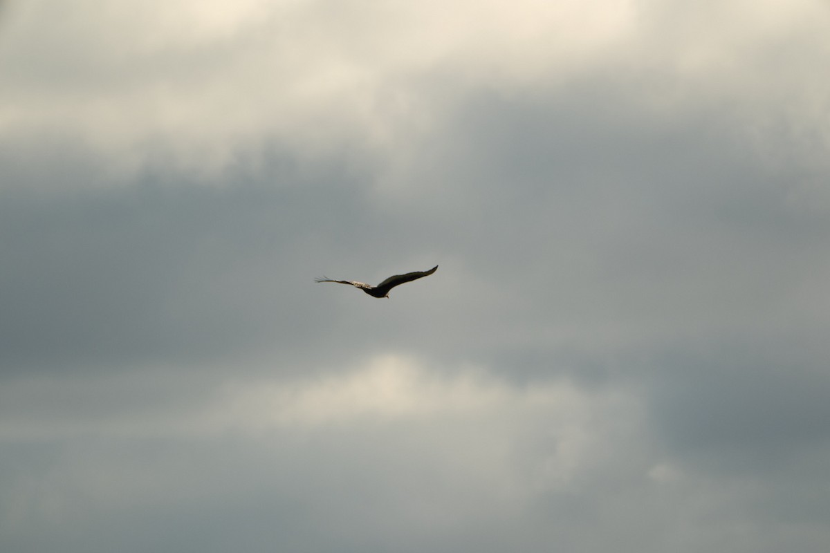 Turkey Vulture - ML647663979