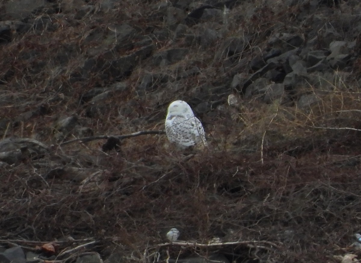 Snowy Owl - ML647663981