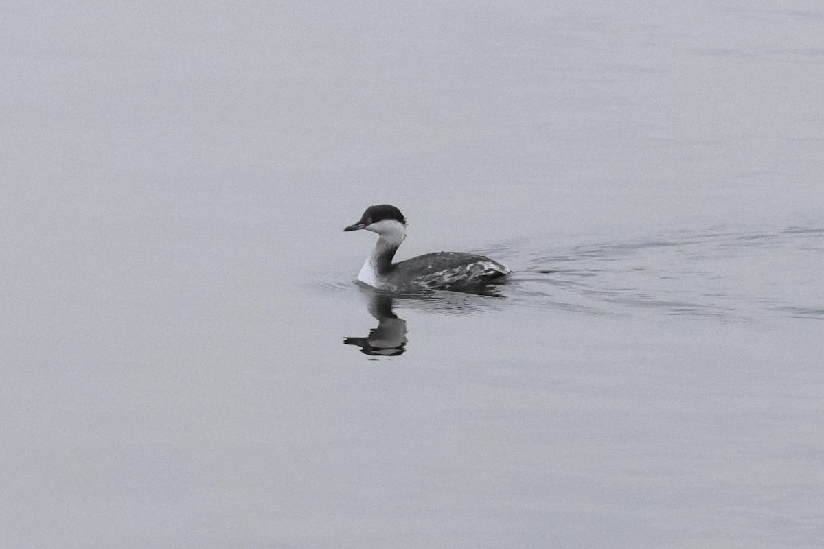 Красношейная поганка - ML647664022