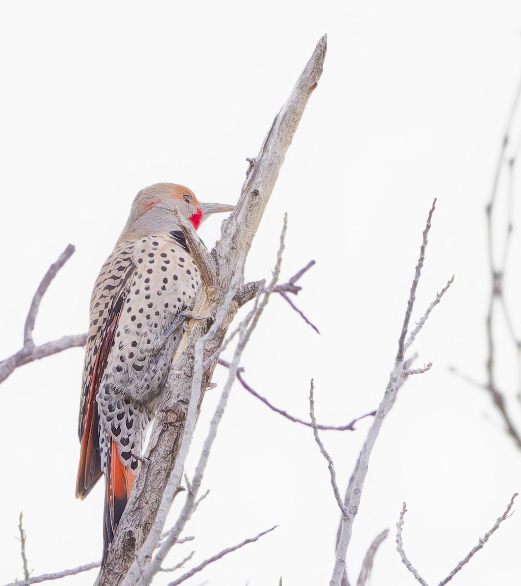 Altın Ağaçkakan (luteus x cafer) - ML647664031