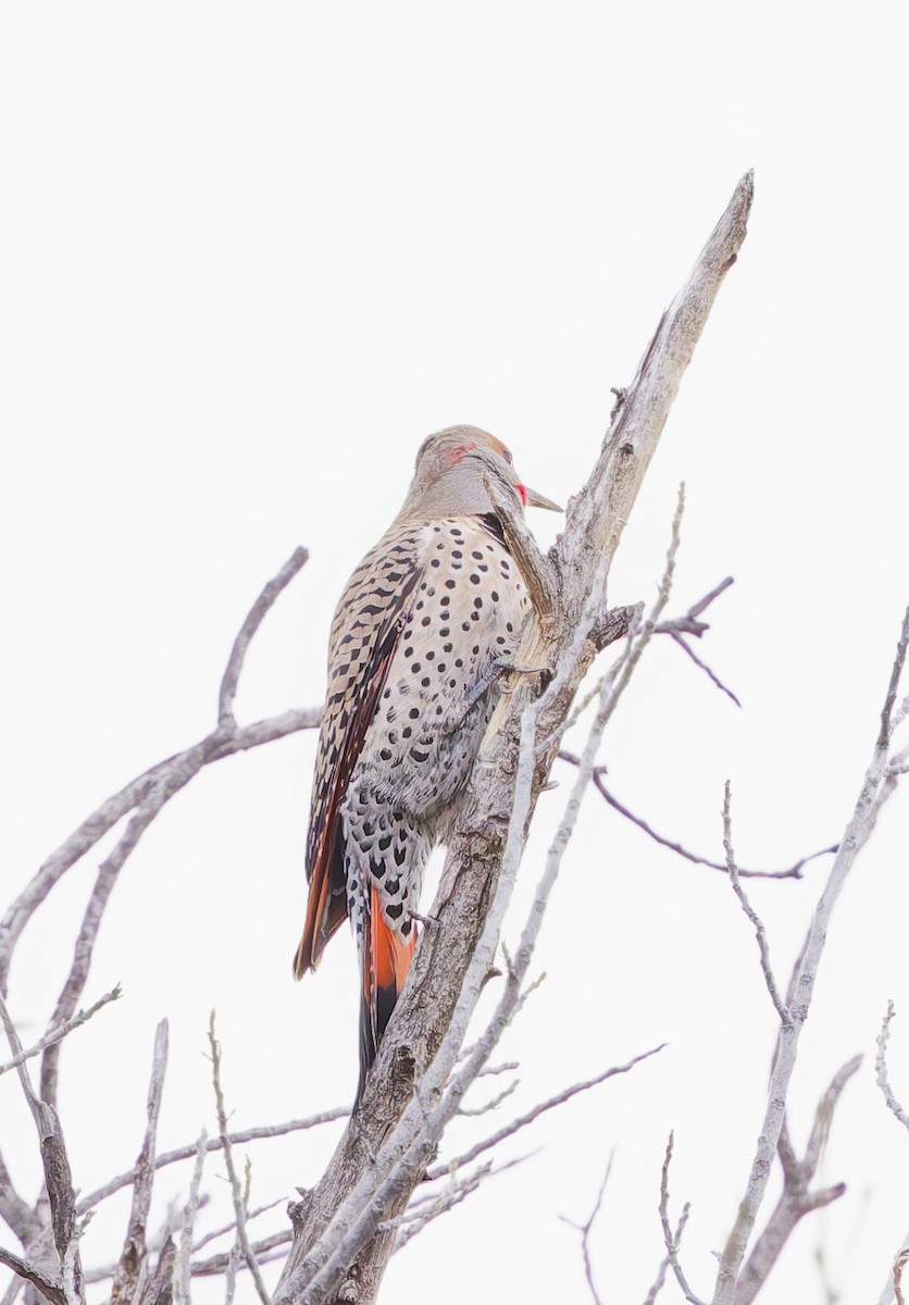 Altın Ağaçkakan (luteus x cafer) - ML647664032