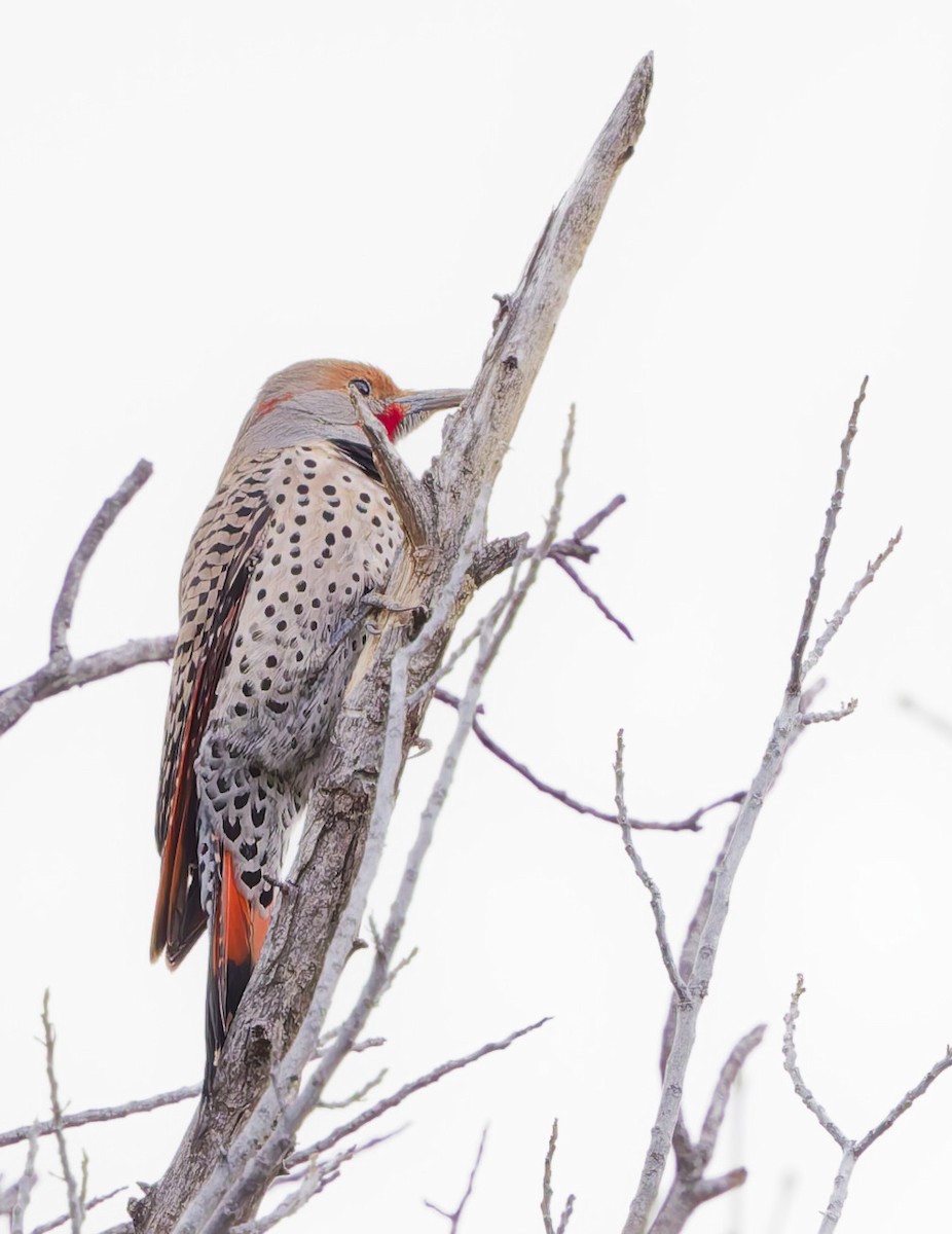 Altın Ağaçkakan (luteus x cafer) - ML647664033