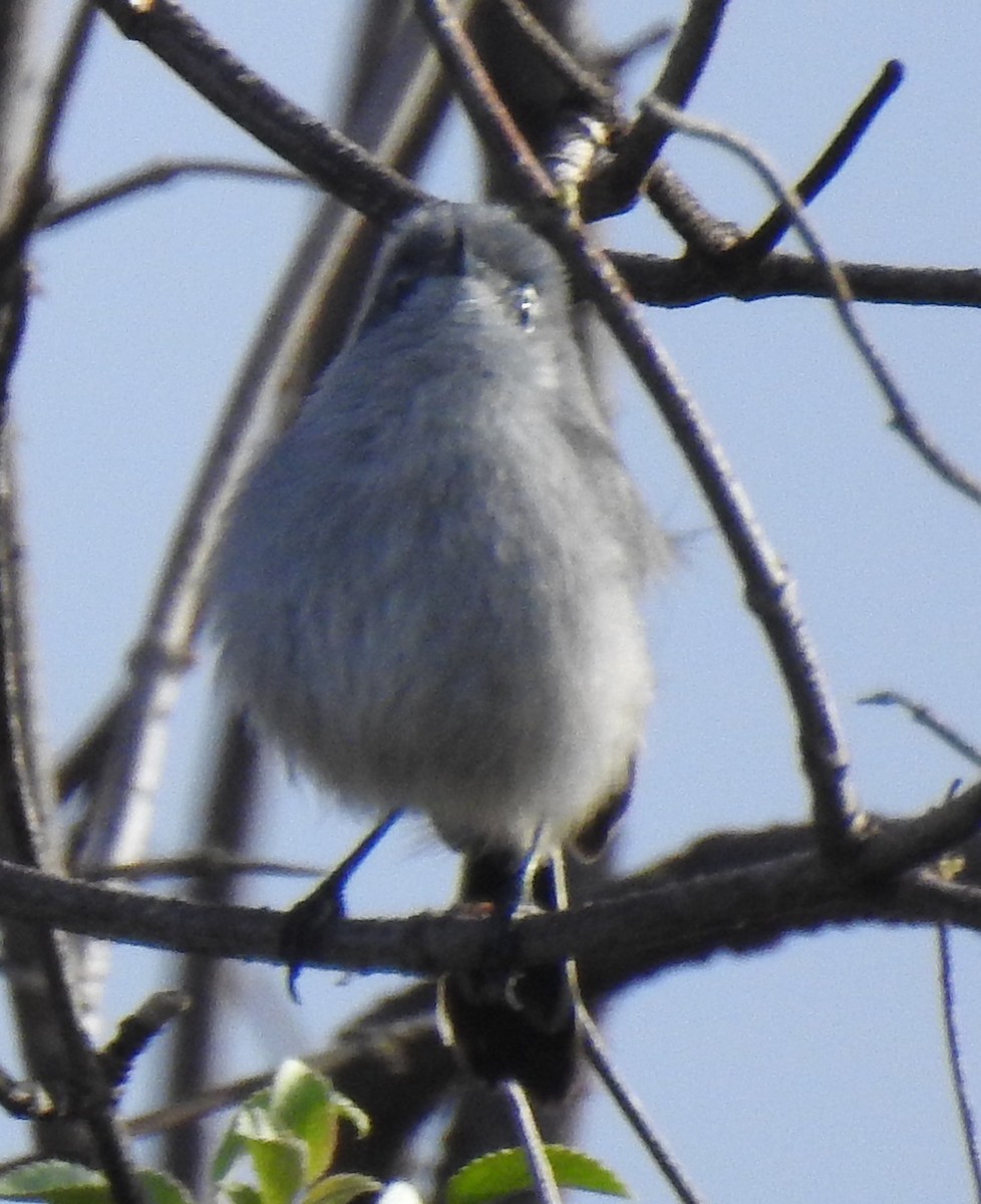 California Gnatcatcher - ML647664041