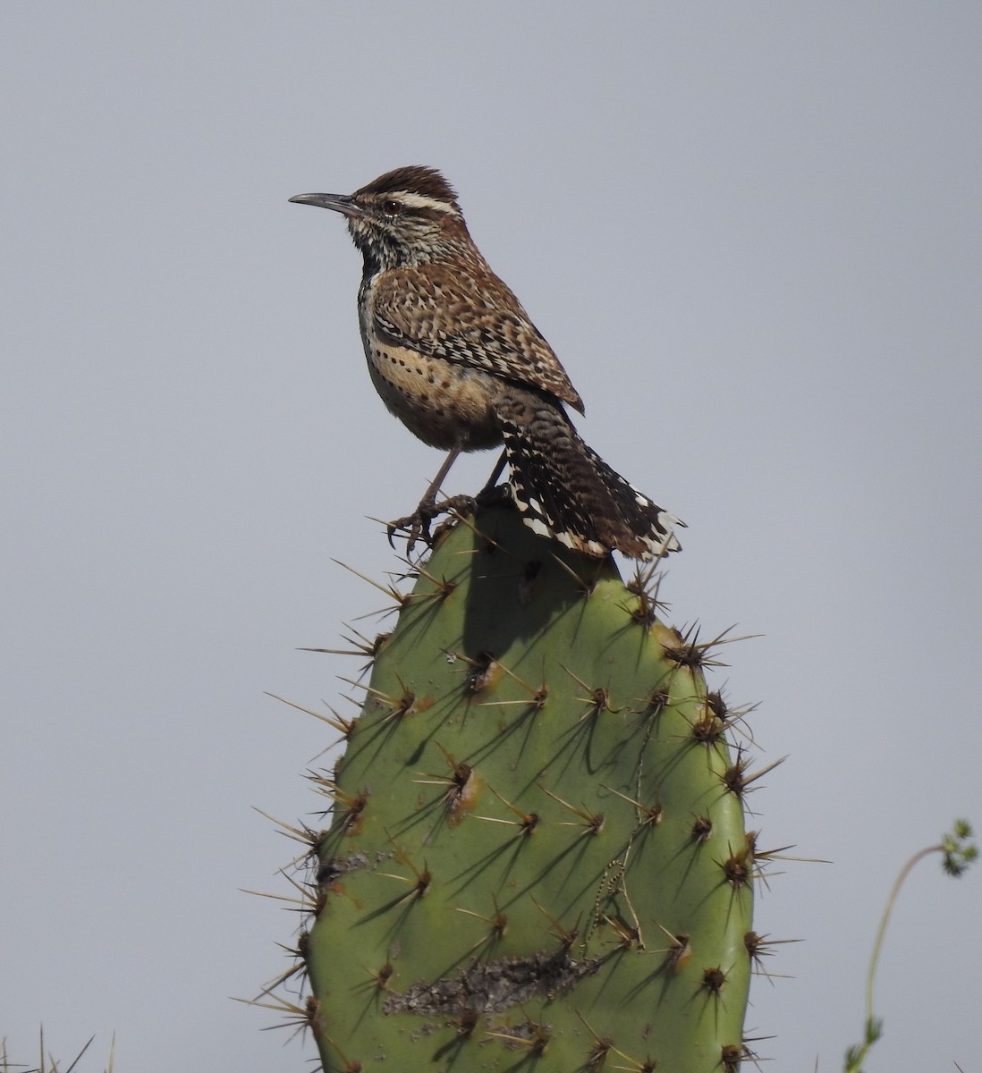 Cactus Wren - ML647664056