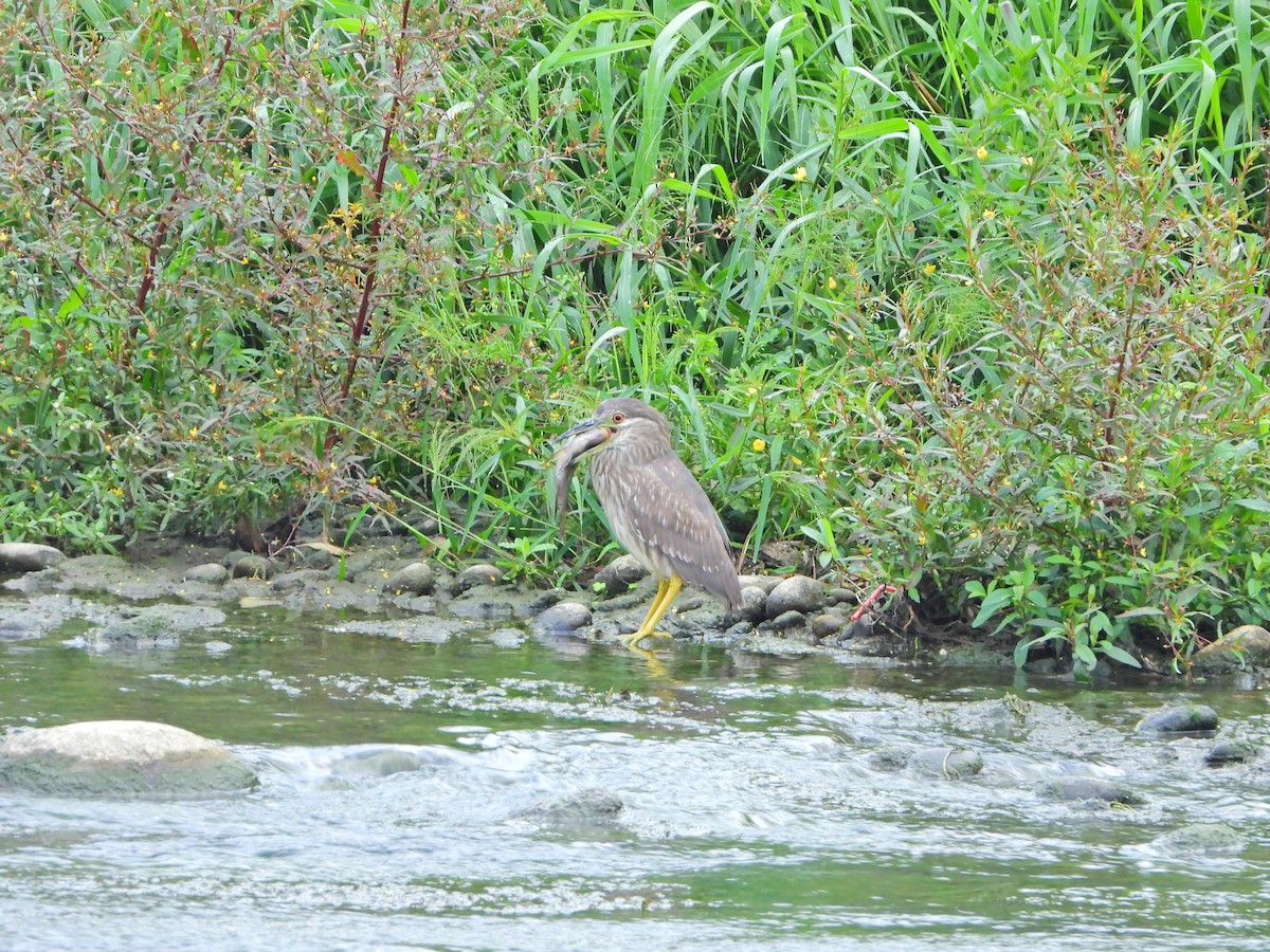 Black-crowned Night Heron - ML647664057