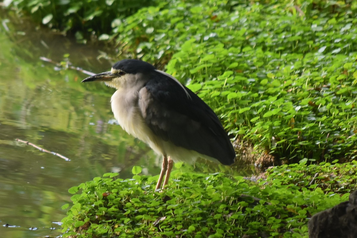 Black-crowned Night Heron (Eurasian) - ML647664060