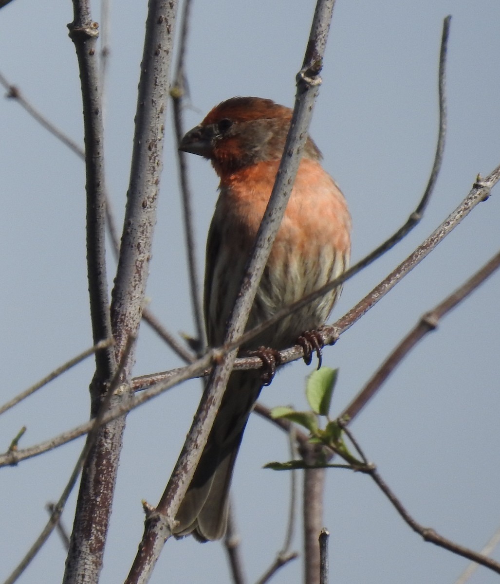 House Finch - ML647664061