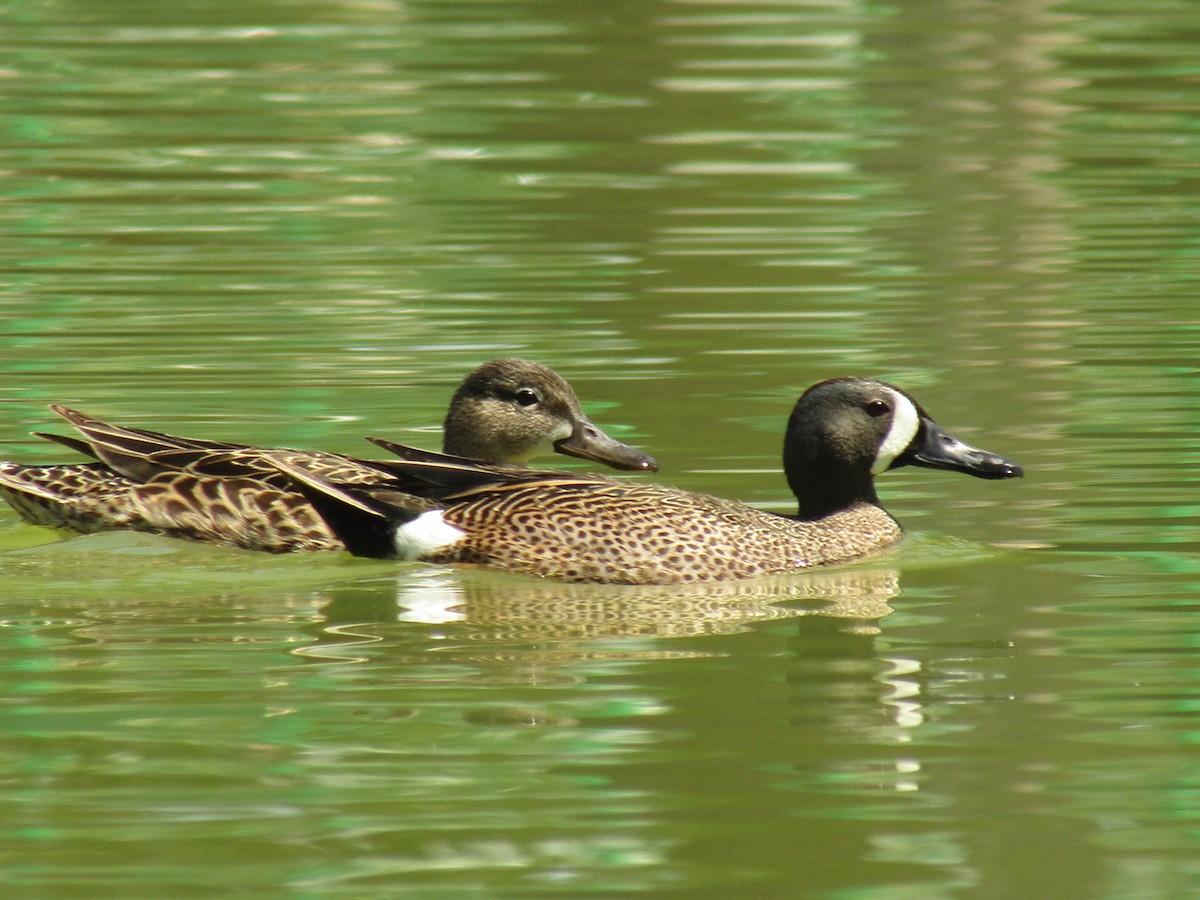 Blue-winged Teal - ML647664062