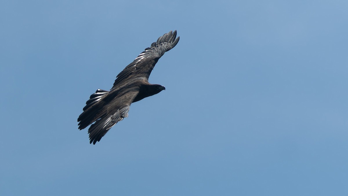 Black Eagle - ML647664063