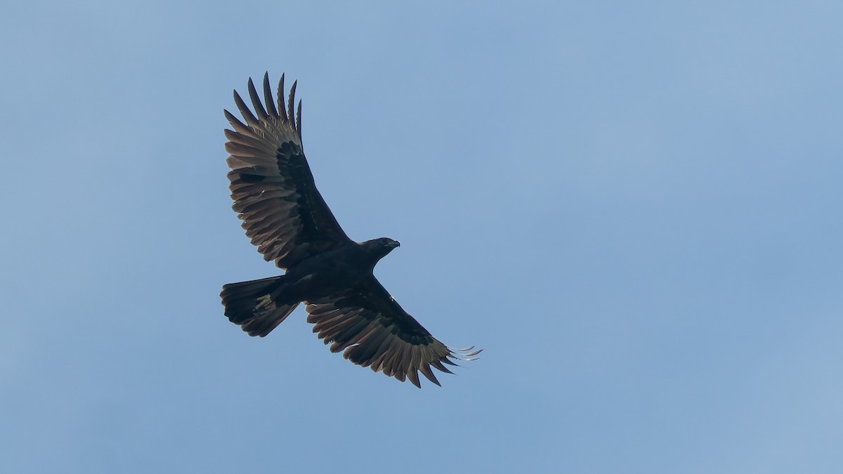 Black Eagle - ML647664064