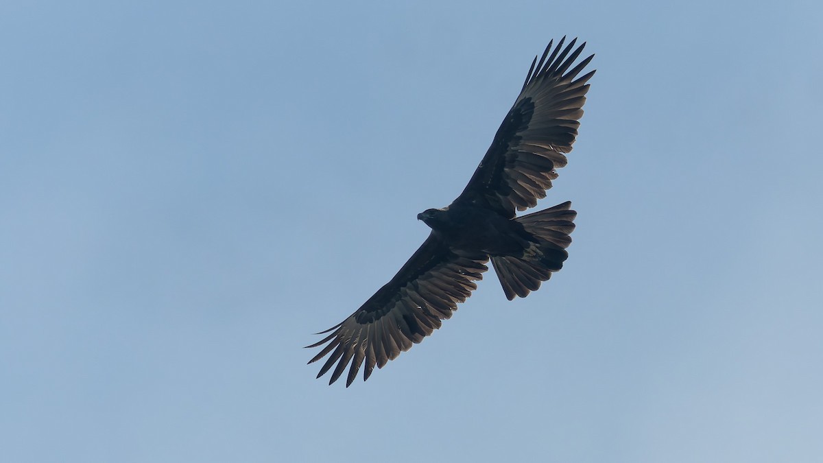 Black Eagle - ML647664065