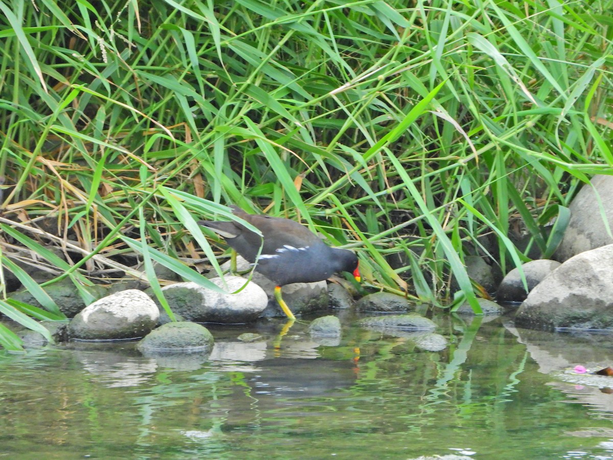 Eurasian Moorhen - ML647664066