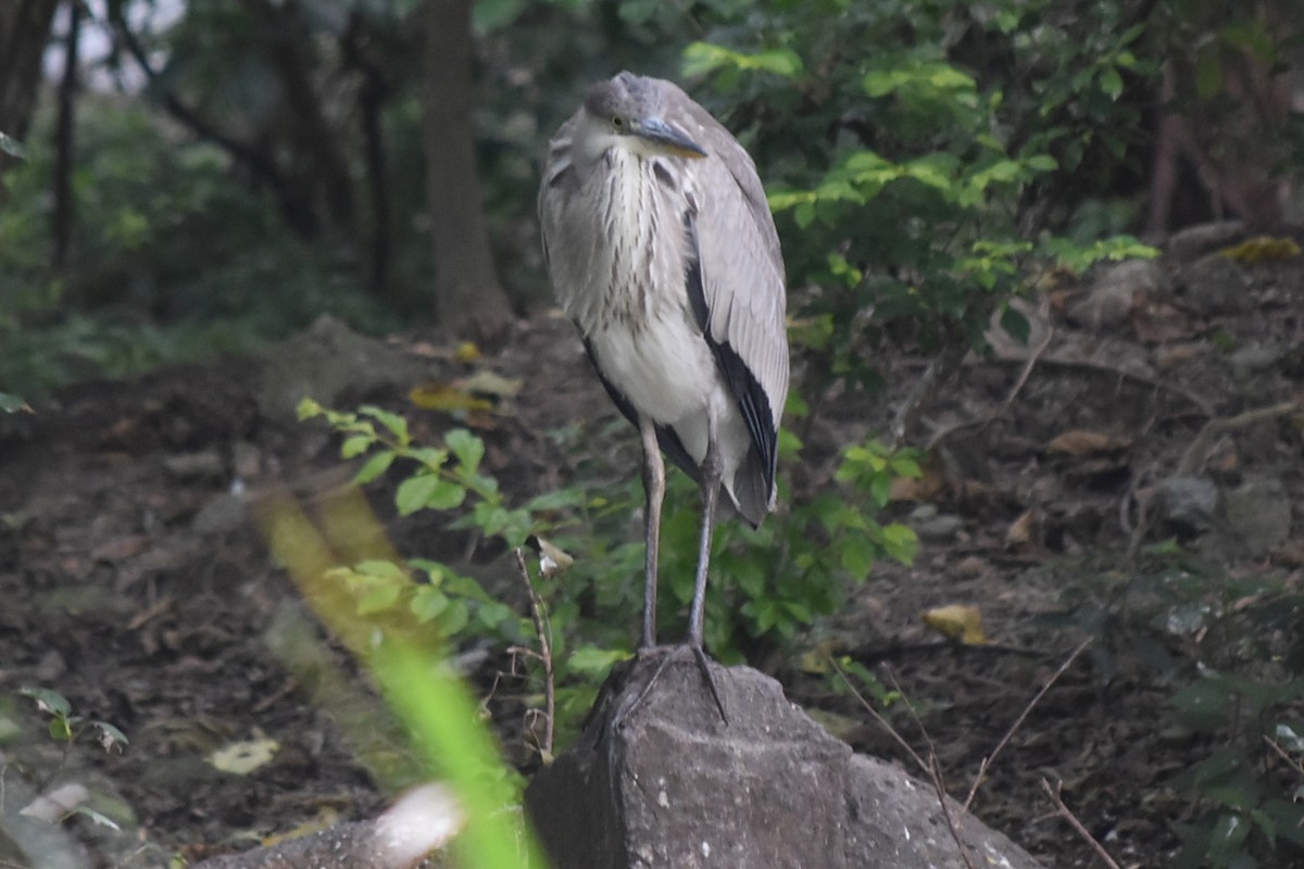 Gray Heron (Gray) - ML647664067