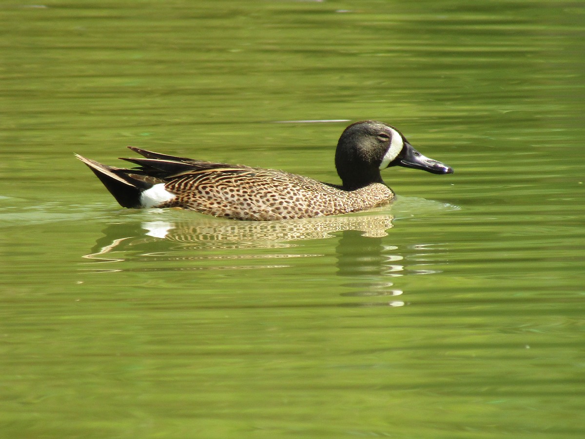 Blue-winged Teal - ML647664068