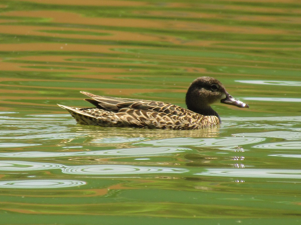 Blue-winged Teal - ML647664069