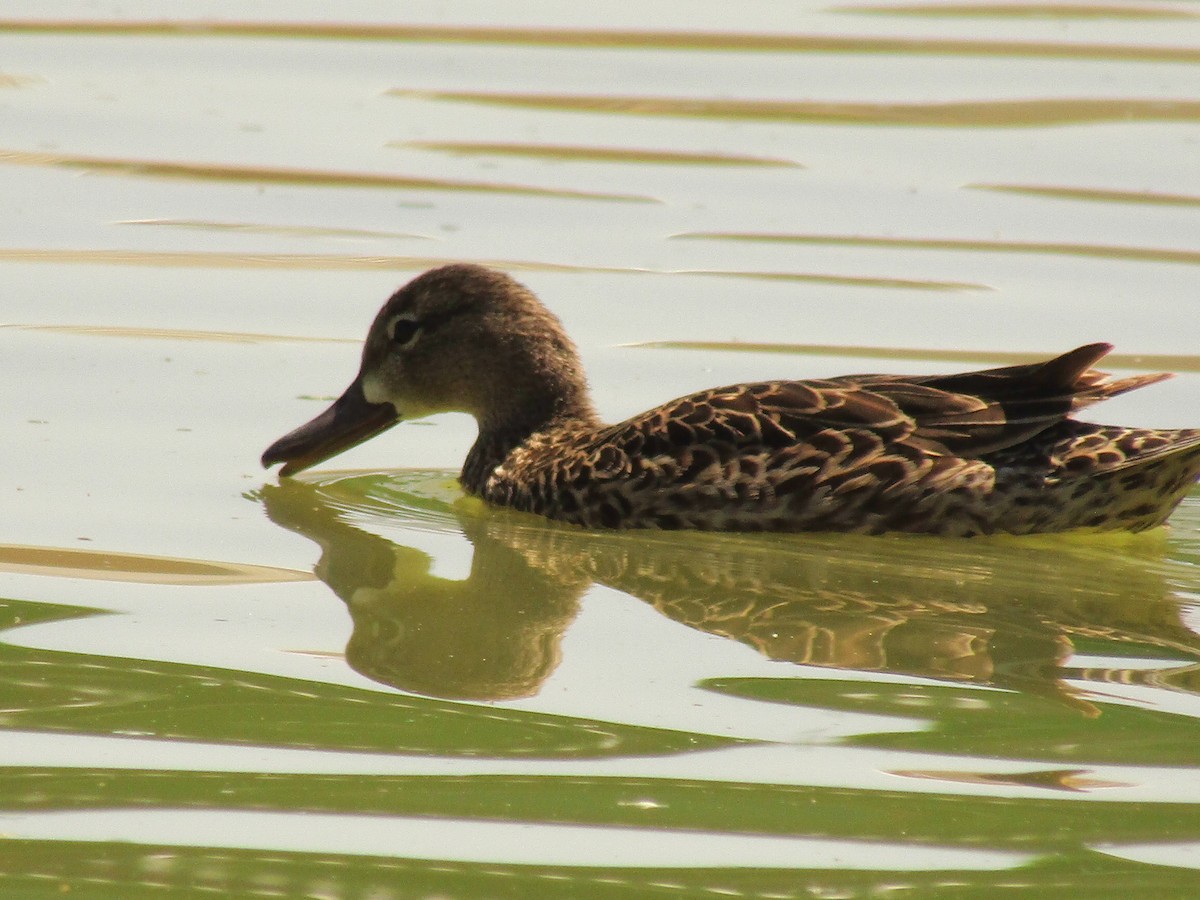 Blue-winged Teal - ML647664070