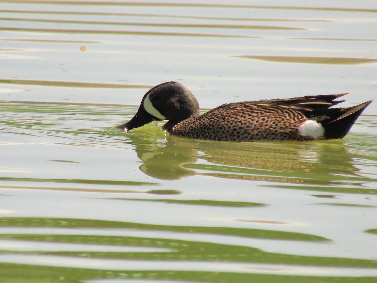 Blue-winged Teal - ML647664074