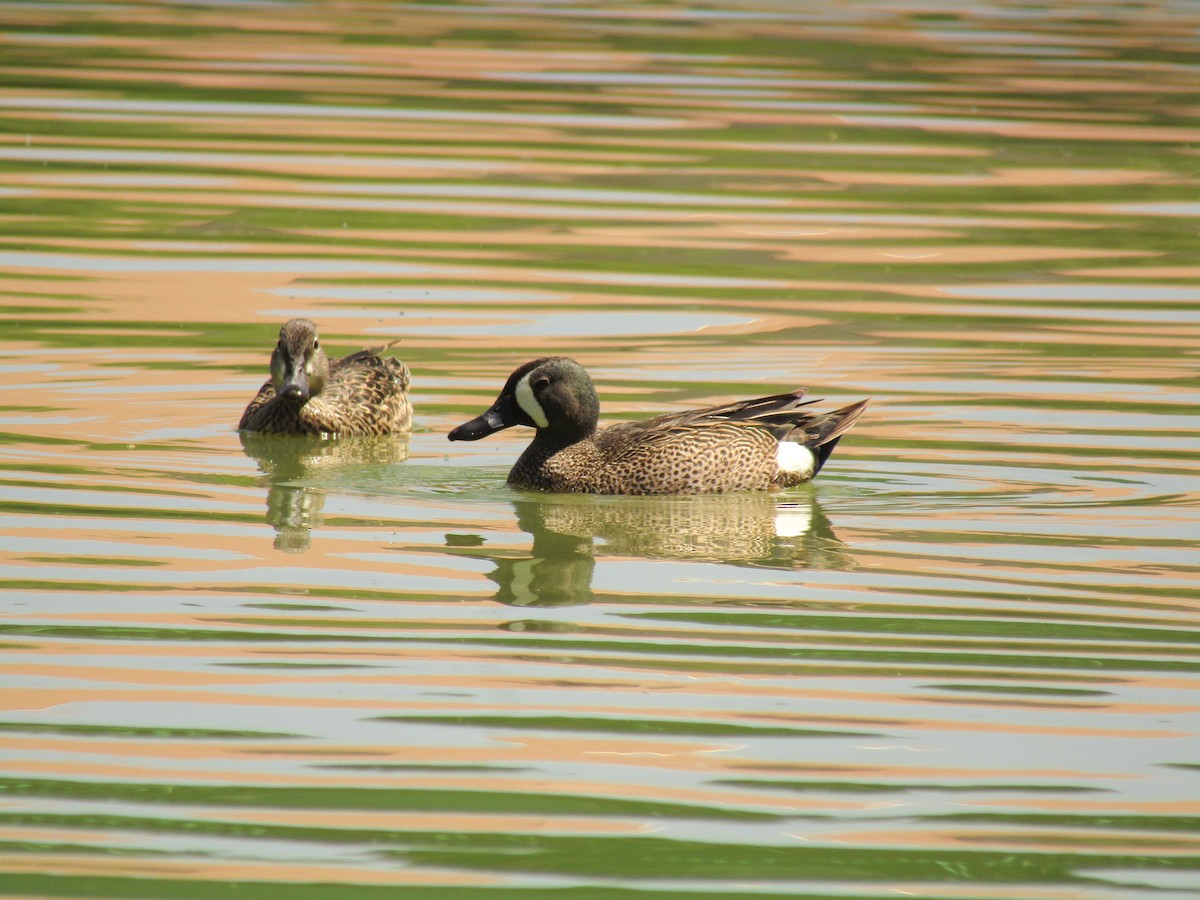 Blue-winged Teal - ML647664075