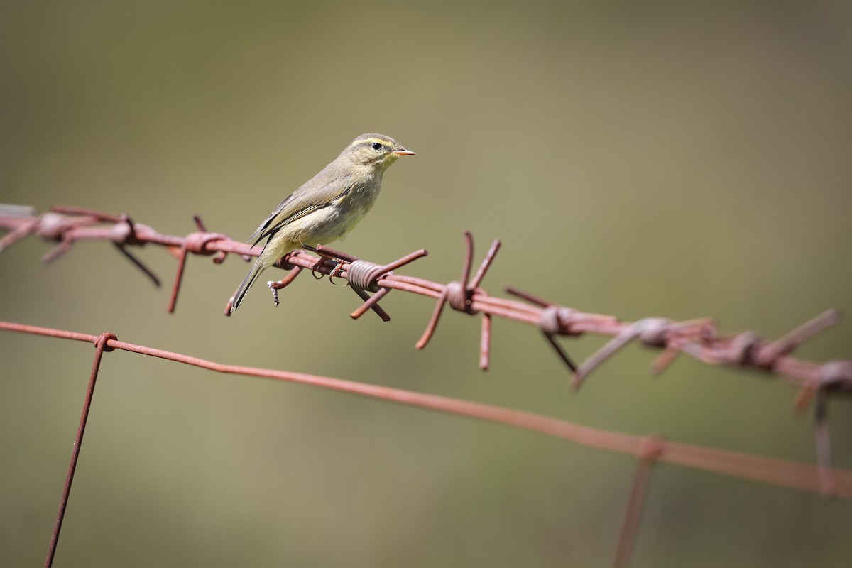 Tickell's Leaf Warbler - ML647664076