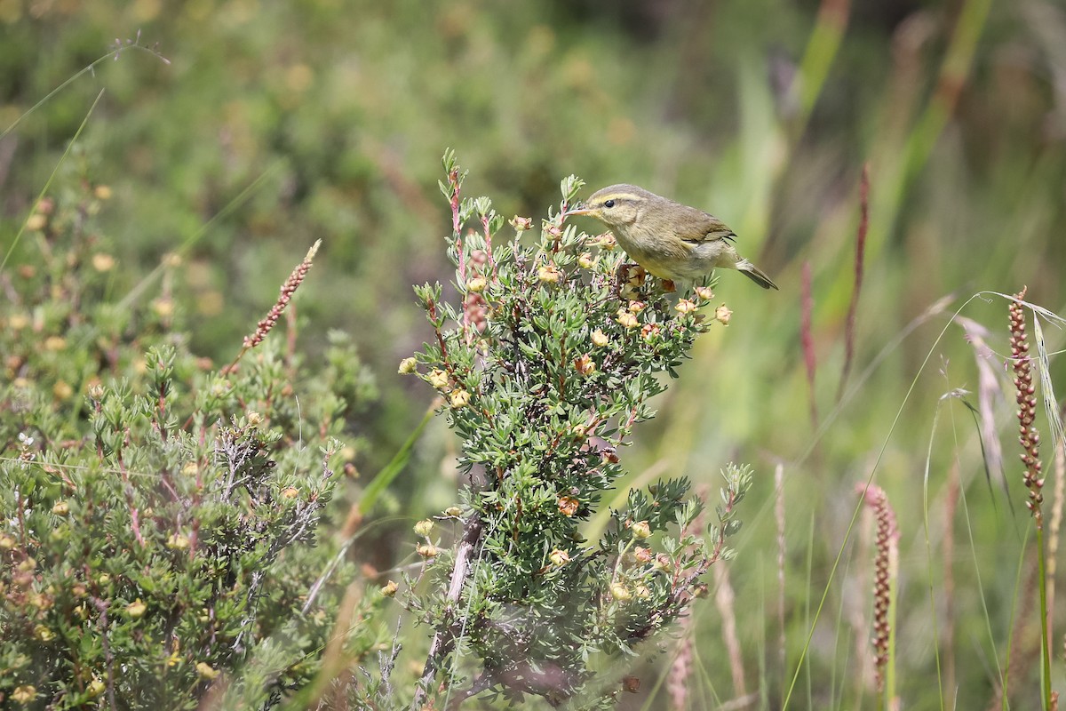 Tickell's Leaf Warbler - ML647664077