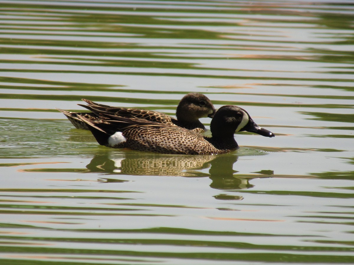 Blue-winged Teal - ML647664078