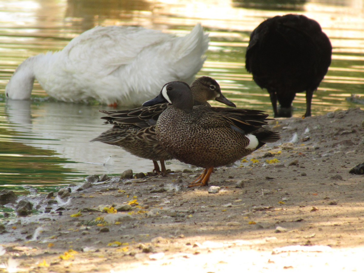 Blue-winged Teal - ML647664079
