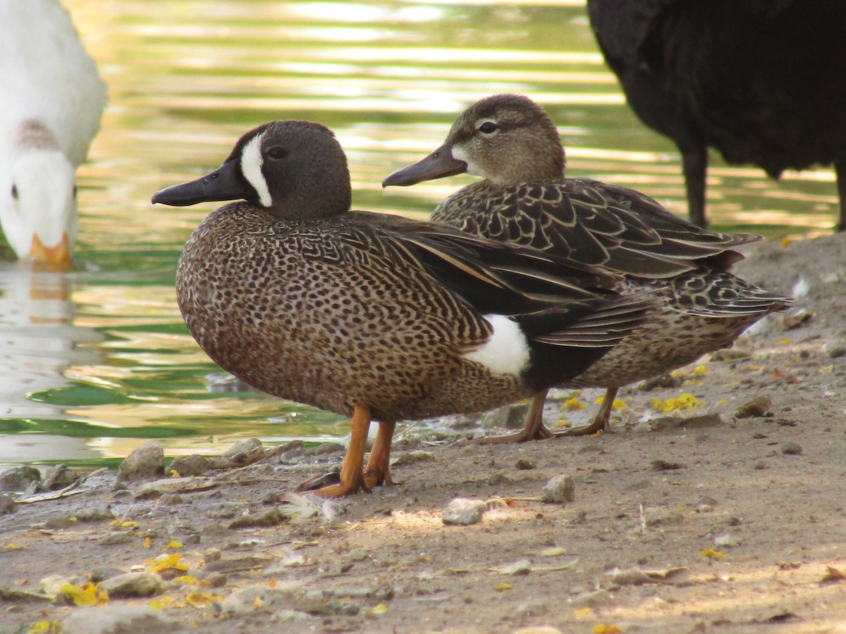 Blue-winged Teal - ML647664080