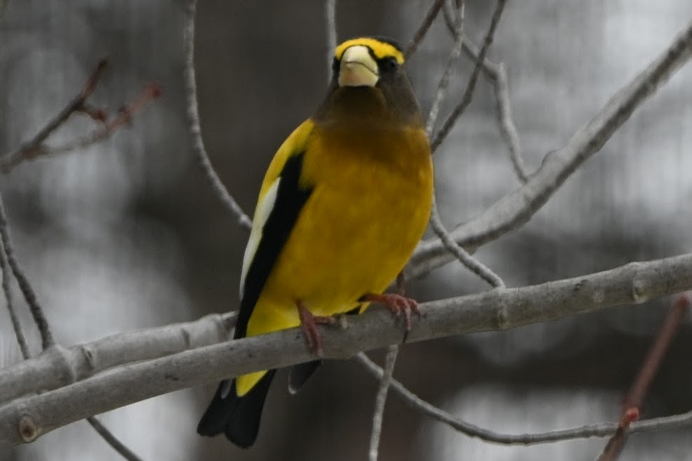Evening Grosbeak - ML647664084