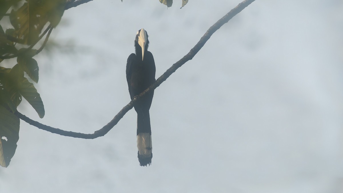 Black Hornbill - ML647664085