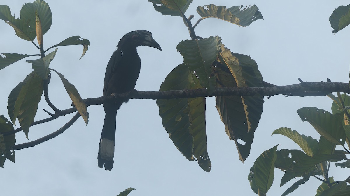 Black Hornbill - ML647664086