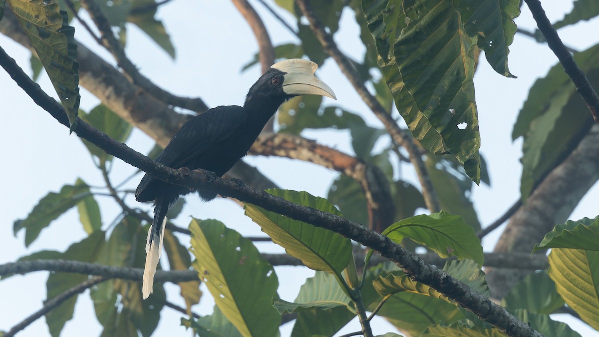 Black Hornbill - ML647664087