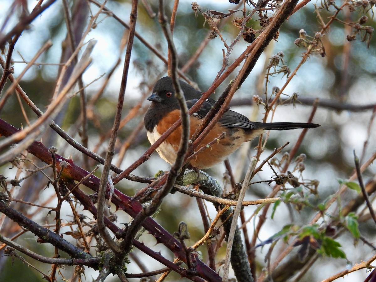 Spotted Towhee - ML647664090