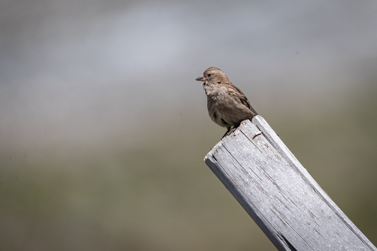 Plain Mountain Finch - ML647664091