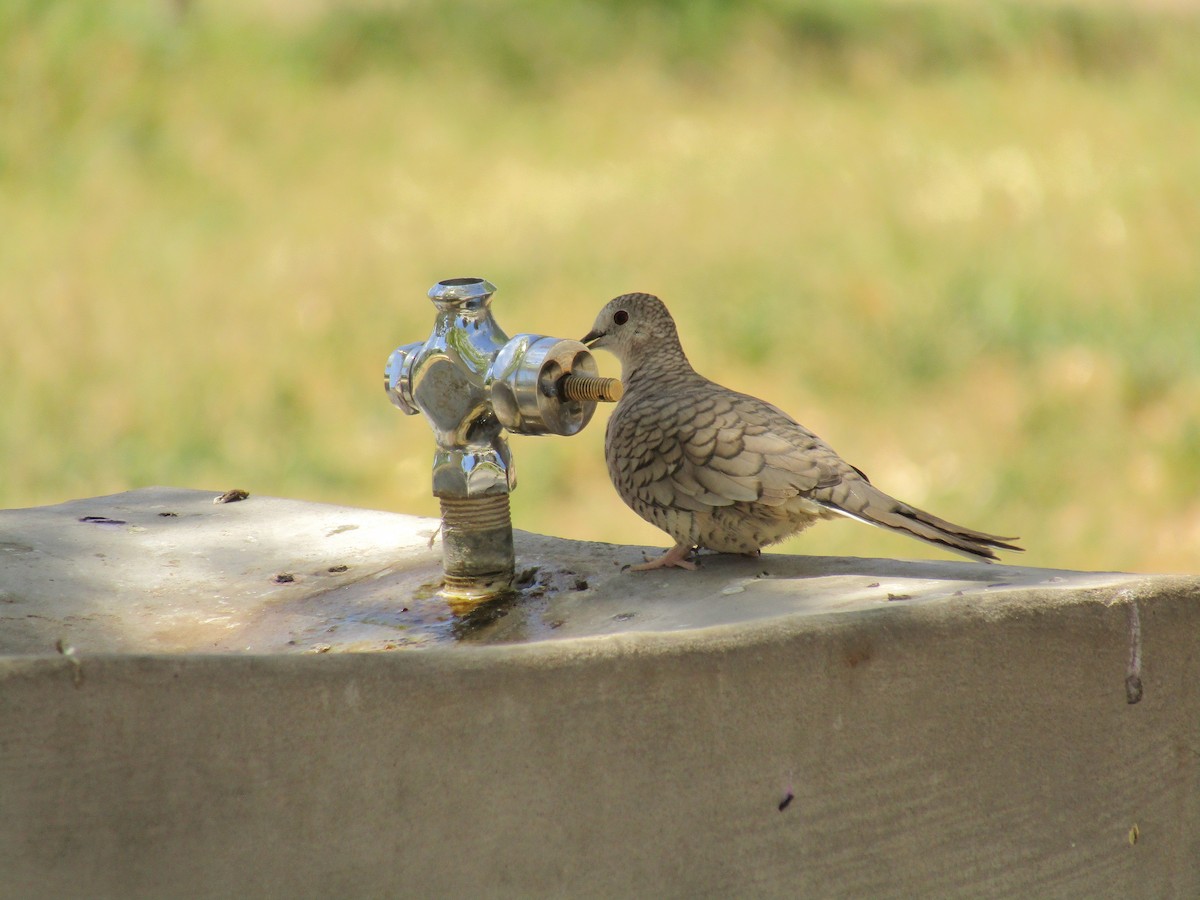 Inca Dove - ML647664093