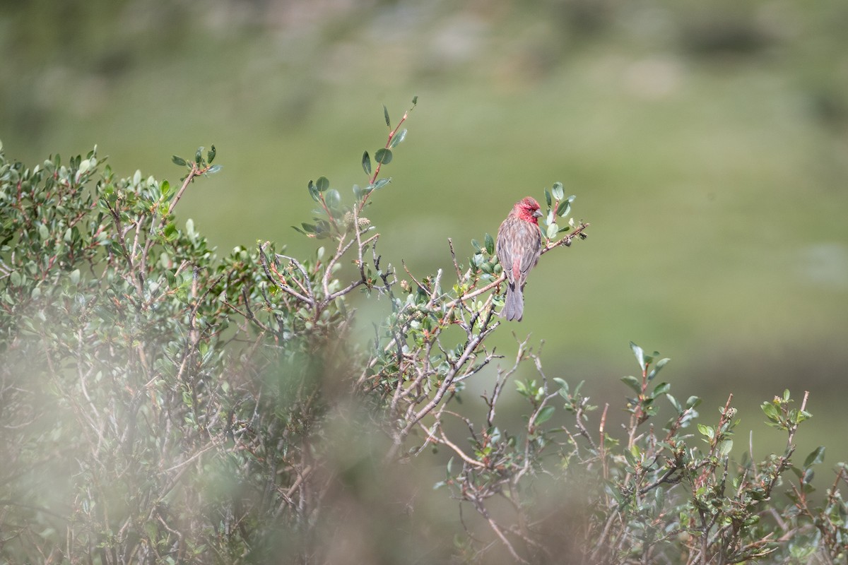 Streaked Rosefinch - ML647664108