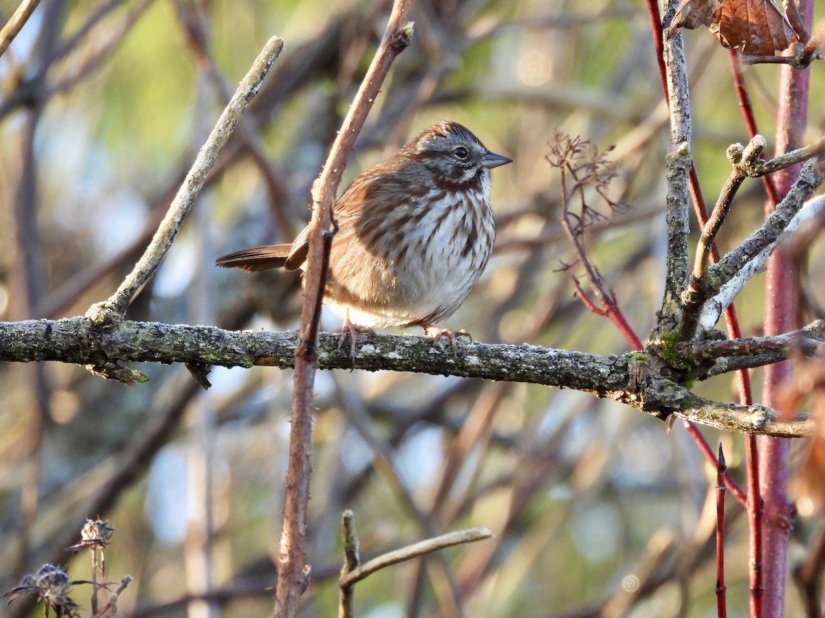 Song Sparrow - ML647664109