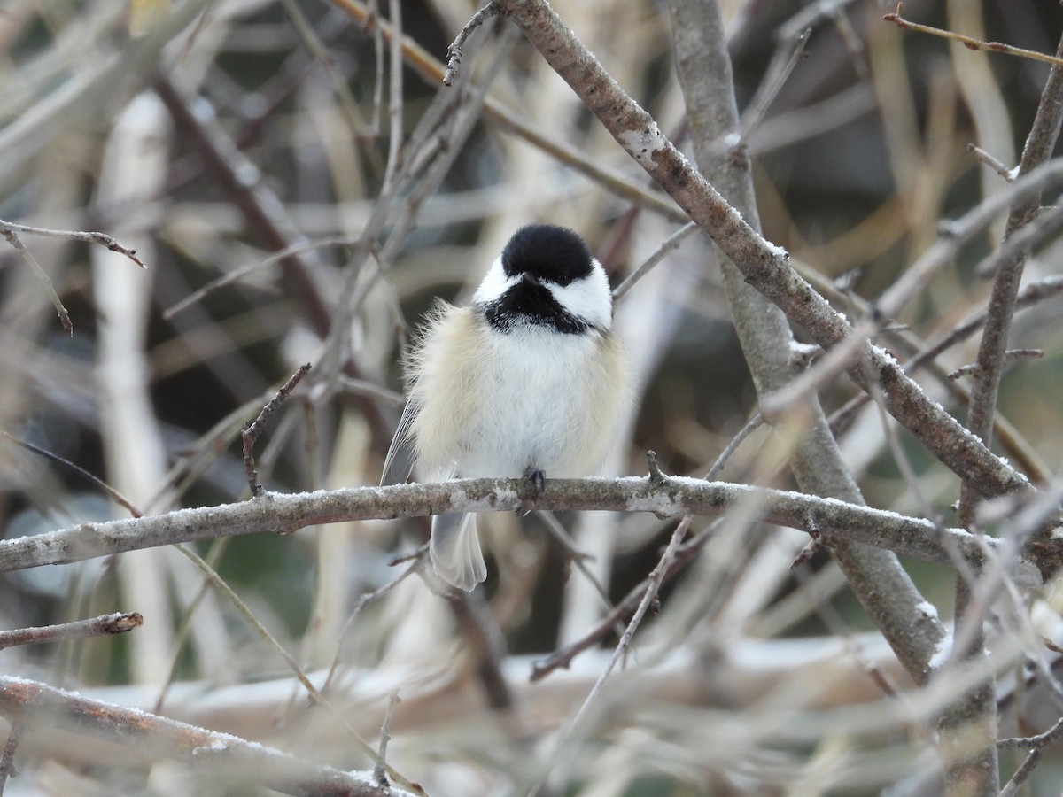 Black-capped Chickadee - ML647664117