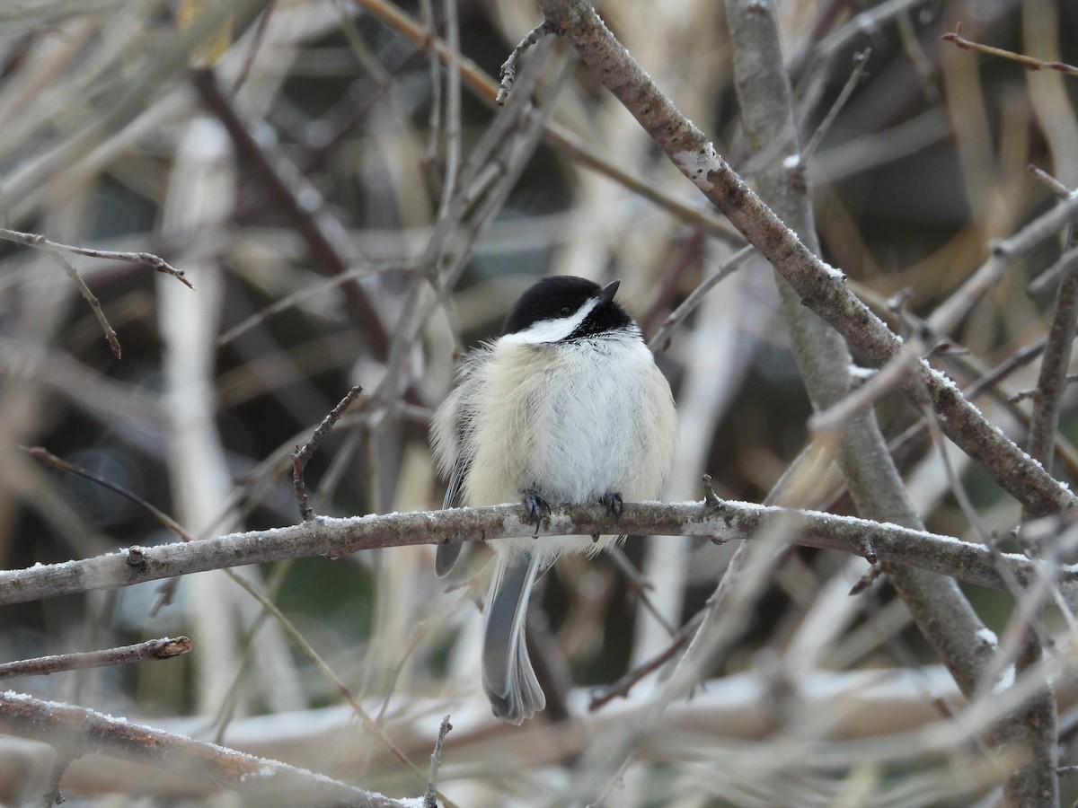 Black-capped Chickadee - ML647664118