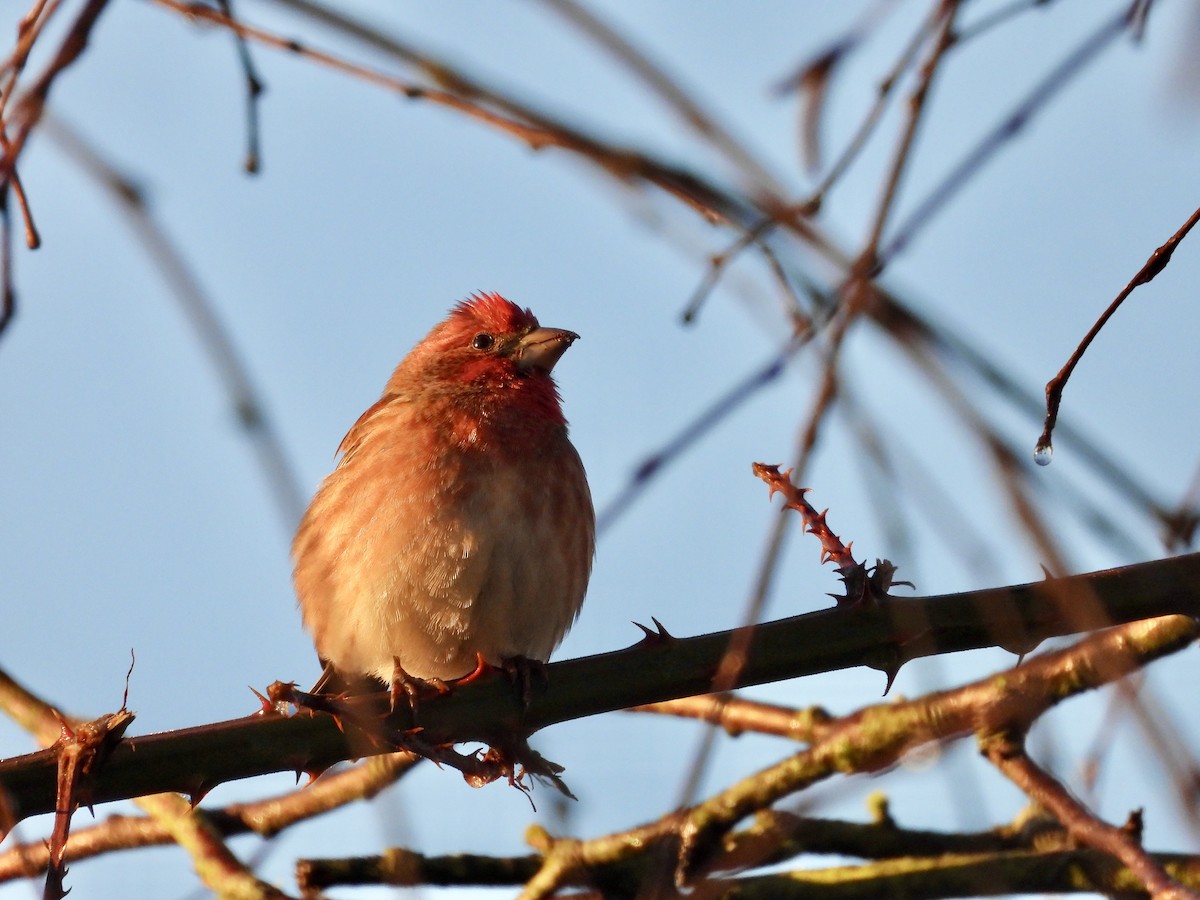 Purple Finch - ML647664126