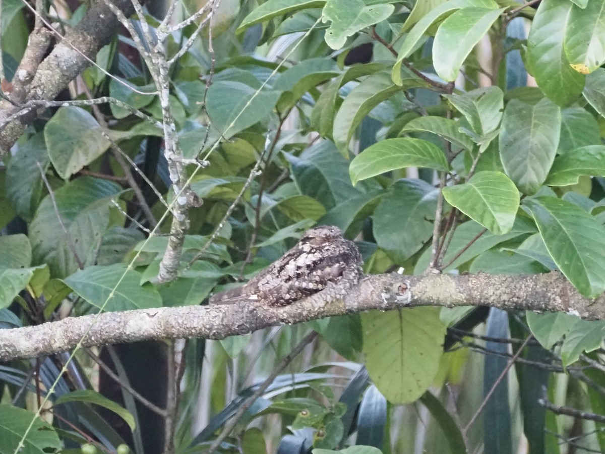 Gray Nightjar - ML647664184