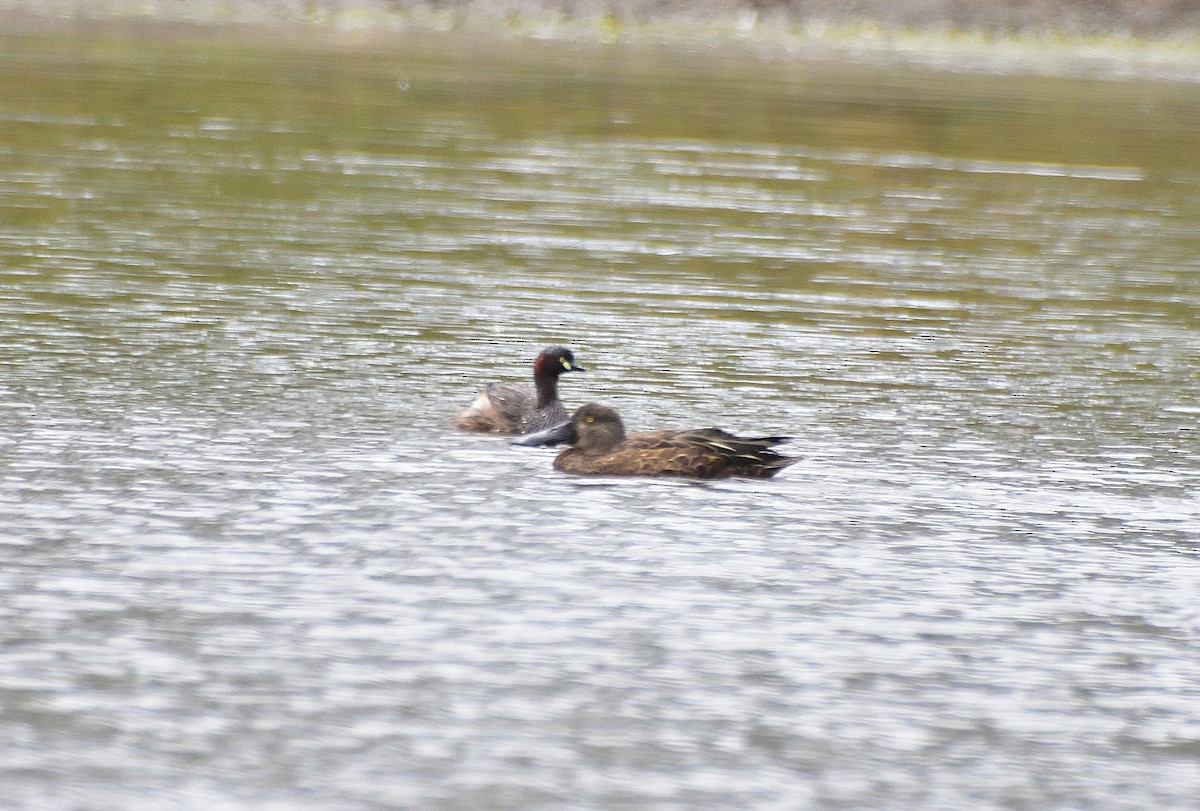 Ahate mokozabal australiarra - ML647664195