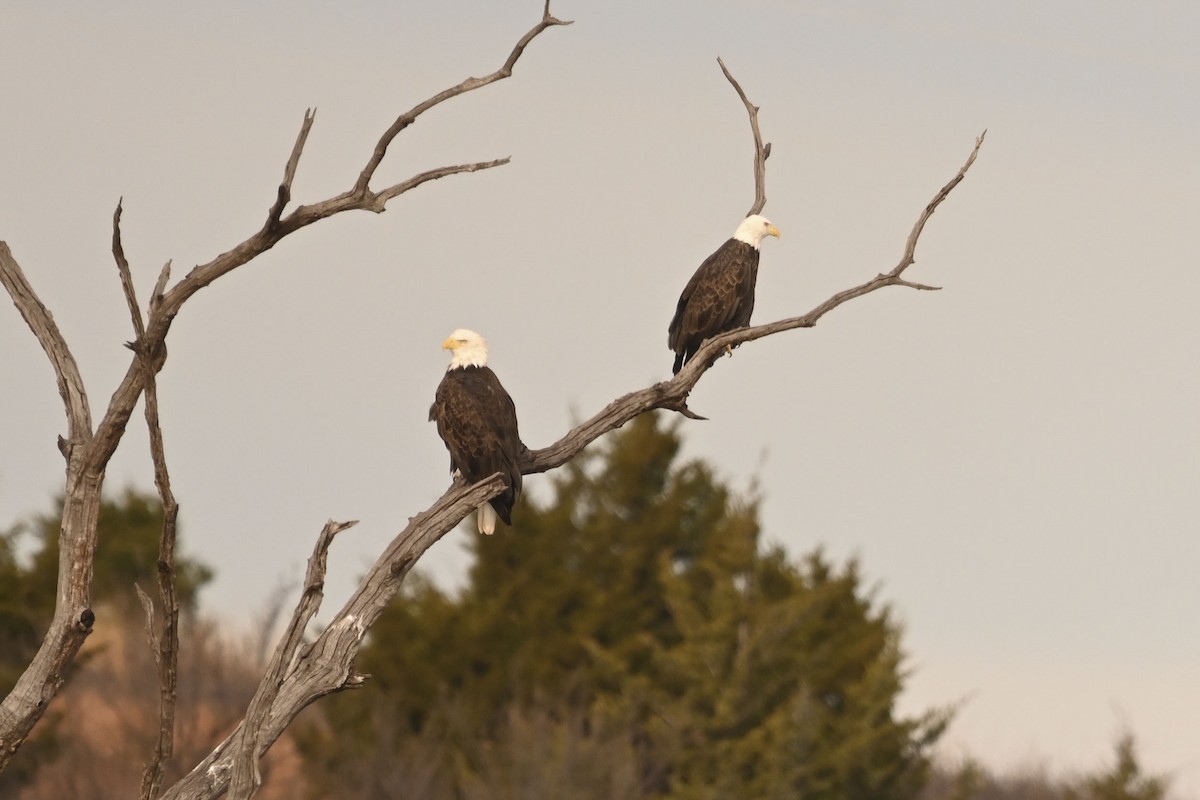 Itsas arrano buruzuria - ML647664207