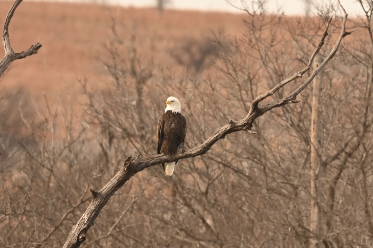 Itsas arrano buruzuria - ML647664208