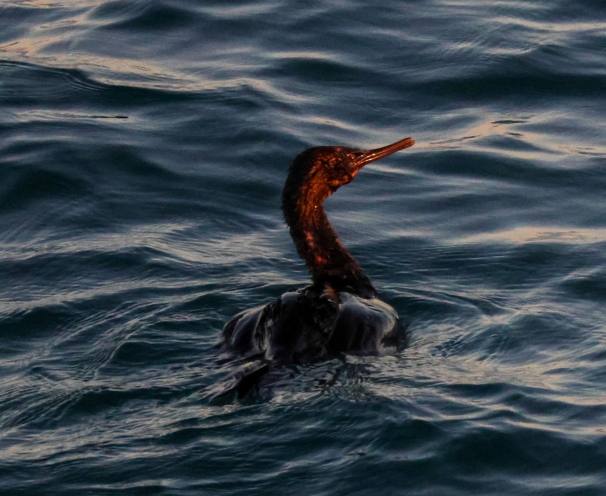Pelagic Cormorant - ML647664231