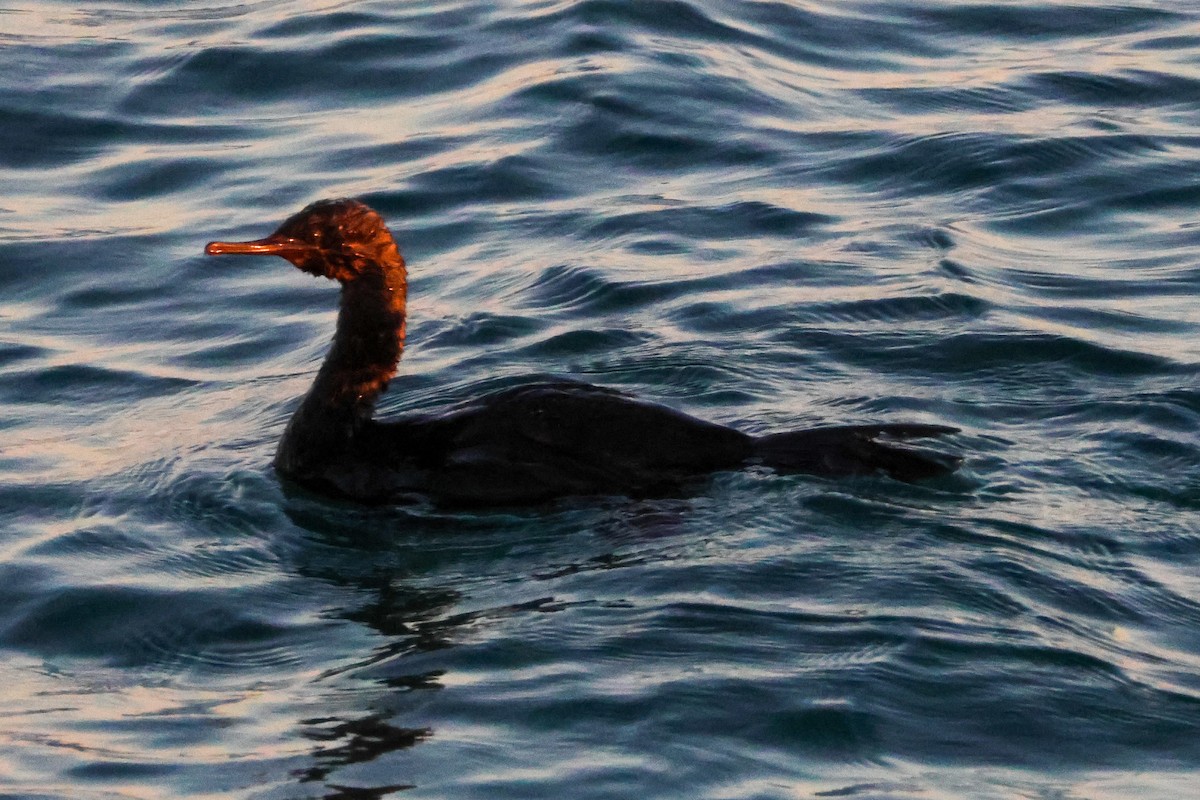 Pelagic Cormorant - ML647664232