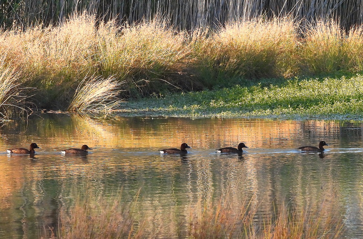 Hardhead - ML647664242