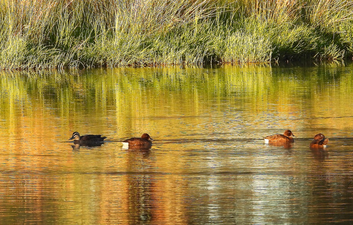 Hardhead - ML647664267