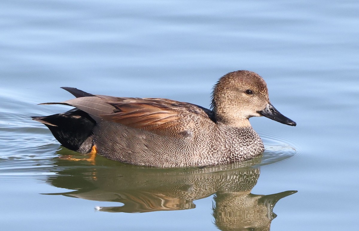 Canard chipeau - ML647664280