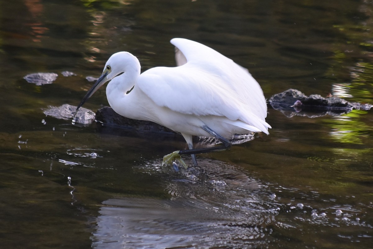 Little Egret (Western) - ML647664320